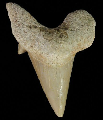 Otodus Shark Tooth Fossil - Eocene #67200